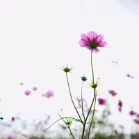 Sociaal zorg medewerker udenhout